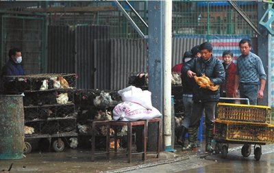 南京禽流感最新动态，背景、进展与影响全面解析