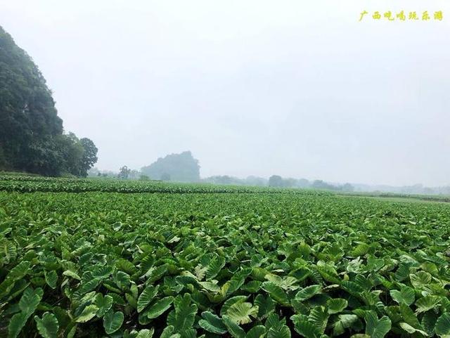 直播槟榔芋，传统美食的直播时代之旅探索